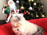 Güzellik Abidesi British Longhair Bluepoint Bebekler