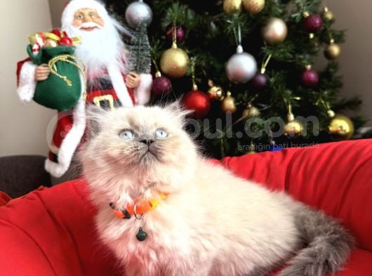 Güzellik Abidesi British Longhair Bluepoint Bebekler görsel