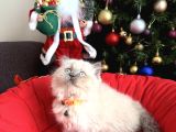 Güzellik Abidesi British Longhair Bluepoint Bebekler