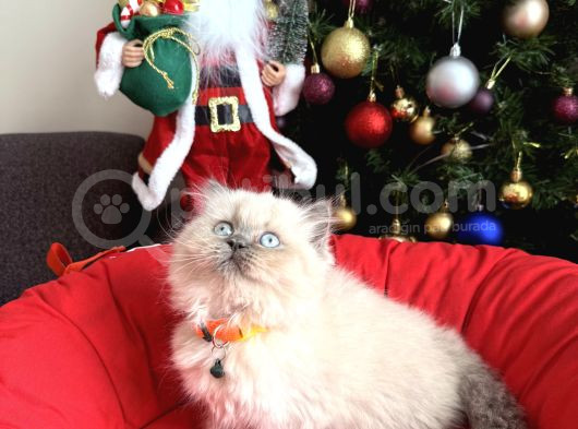 Güzellik Abidesi British Longhair Bluepoint Bebekler görsel