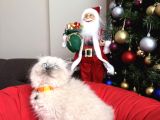Güzellik Abidesi British Longhair Bluepoint Bebekler