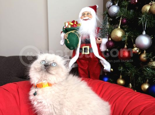 Güzellik Abidesi British Longhair Bluepoint Bebekler görsel