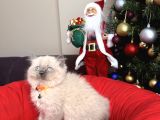 Güzellik abidesi british Longhair Bluepoint Bebekler