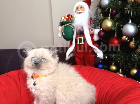 Güzellik Abidesi British Longhair Bluepoint Bebekler