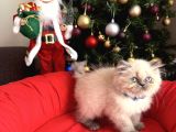 Güzellik Abidesi British Longhair Bluepoint Bebekler