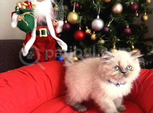 Güzellik Abidesi British Longhair Bluepoint Bebekler görsel