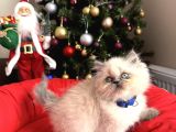 Güzellik Abidesi British Longhair Bluepoint Bebekler