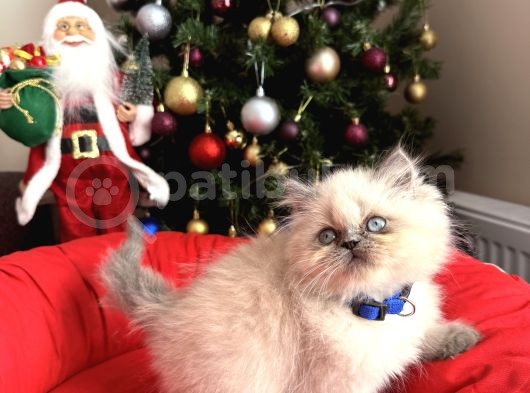 Güzellik Abidesi British Longhair Bluepoint Bebekler görsel