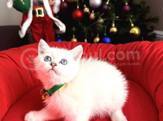 British Shorthair Silver Point Bebekler görsel