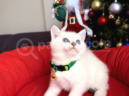 British Shorthair Silver Point Bebekler görsel