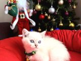 British Shorthair Silver Point Bebekler
