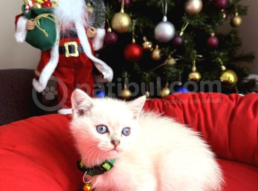 British Shorthair Silver Point Bebekler görsel