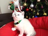 British Shorthair Silver Point Bebekler