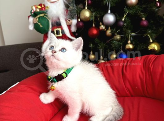 British Shorthair Silver Point Bebekler görsel