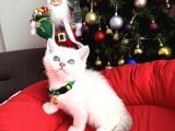 British Shorthair Silver Point Bebekler