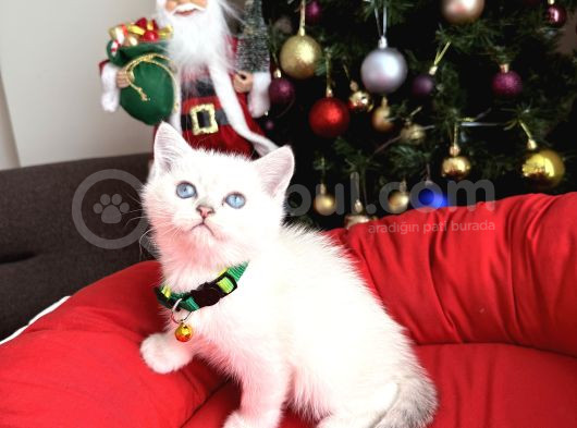 British Shorthair Silver Point Bebekler görsel