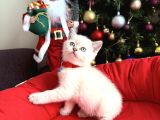 British Shorthair Silver Point Bebekler