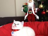 British Shorthair Silver Point Bebekler