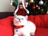 British Shorthair Silver Point Bebekler