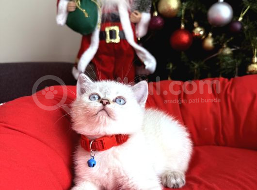 British Shorthair Silver Point Bebekler görsel