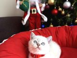 British Shorthair Silver Point Bebekler