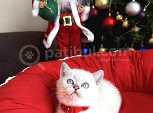 British Shorthair Silver Point Bebekler görsel