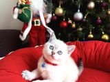 British Shorthair Silver Point Bebekler