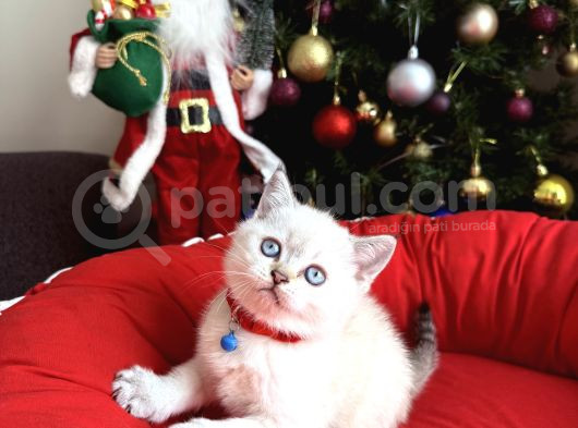 British Shorthair Silver Point Bebekler