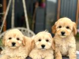 Maltipo cinsi yavrular kahve tonlu mini boy puppy