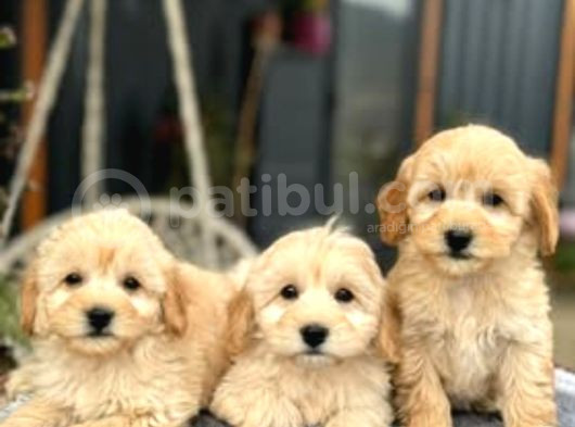 Maltipo Cinsi Yavrular Kahve Tonlu Mini Boy Puppy