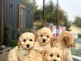Maltipo Cinsi Yavrular Kahve Tonlu Mini Boy Puppy