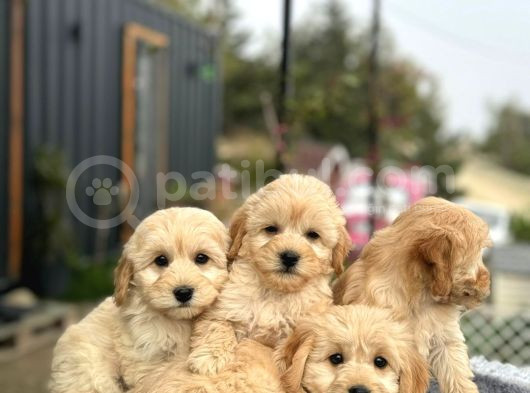 Maltipo Cinsi Yavrular Kahve Tonlu Mini Boy Puppy görsel