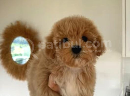 Red Braw Kıpkırmızı Ev Üretimi Tooy Poodle görsel