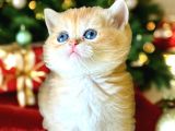 Lisanslı Üretim Evinden British Shorthair Golden Bebekler