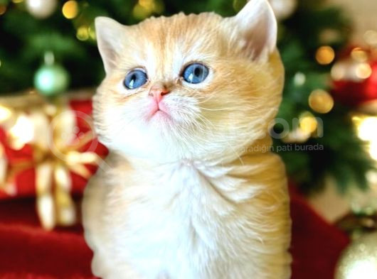Lisanslı Üretim Evinden British Shorthair Golden Bebekler görsel