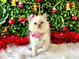 British Shorthair 2 Aylık Bluepoint