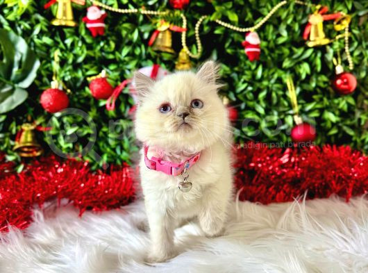 British Shorthair 2 Aylık Bluepoint görsel