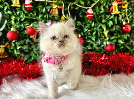 British Shorthair 2 Aylık Bluepoint görsel