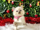 British Shorthair 2 Aylık Bluepoint