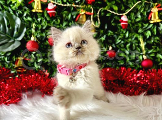 British Shorthair 2 Aylık Bluepoint