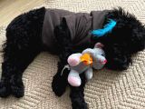 5 Aylık temel eğitimli Siyah Orjinal Toy Poodle Yavru Köpek