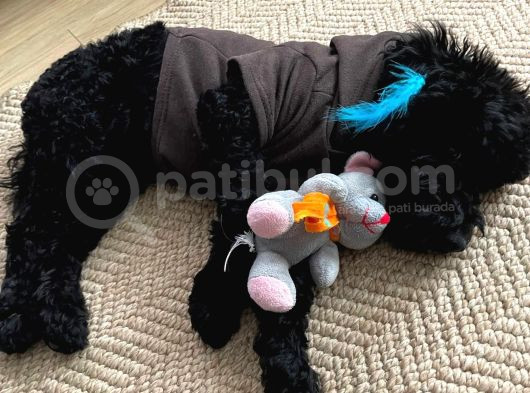 5 Aylık Temel Eğitimli Siyah Orjinal Toy Poodle Yavru Köpek