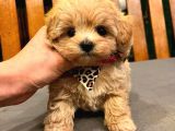 Teacup Boy Aşılı Maltipo Bebeklerim