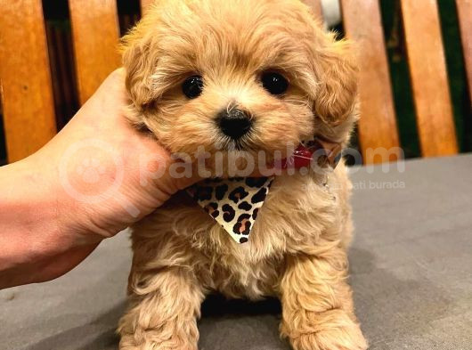 Teacup Boy Aşılı Maltipo Bebeklerim görsel