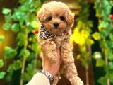 Teacup Boy Aşılı Maltipo Bebeklerim