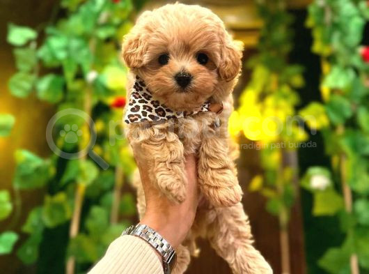 Teacup Boy Aşılı Maltipo Bebeklerim görsel