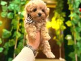 teacup boy aşılı maltipo bebeklerim