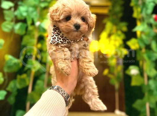 Teacup Boy Aşılı Maltipo Bebeklerim