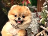 Ayı Surat Pomerian Bebeklerim