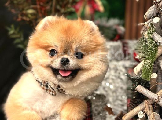 Ayı Surat Pomerian Bebeklerim görsel